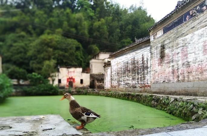 杨池古村屋的历史,封开县文化广电旅游体育局图4