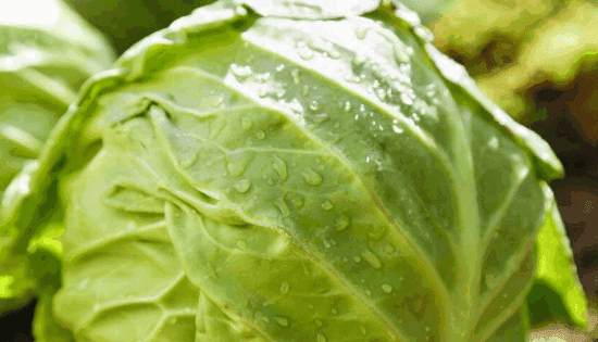 包菜和圆白菜怎么样区分，圆白菜和包菜的区别图片图6