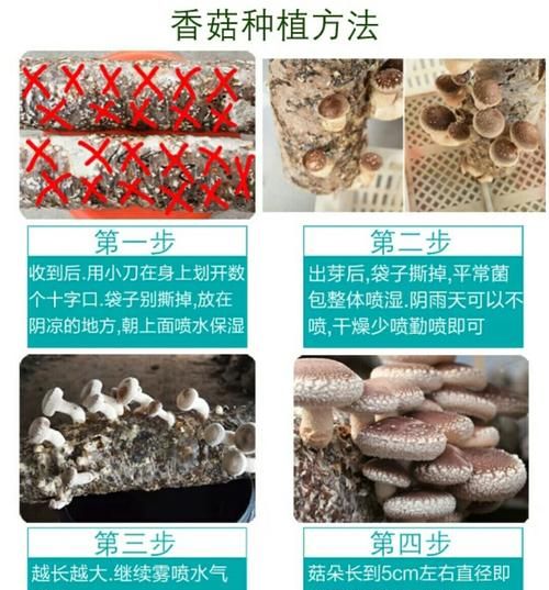 香菇出完菇怎么养棒,香菇菌棒一茬养棒多少天发芽图1