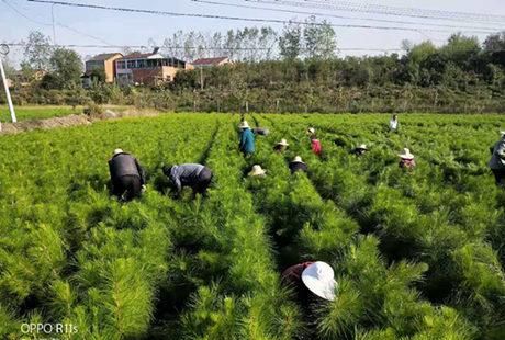 武汉苗圃公司,武汉恩普生命科技发展有限公司电话是多少图3