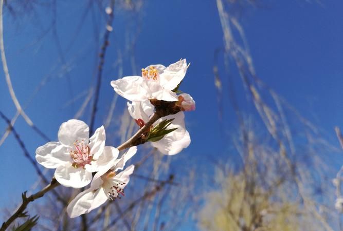 3月8日,3月8号出生的小孩是什么星座图3