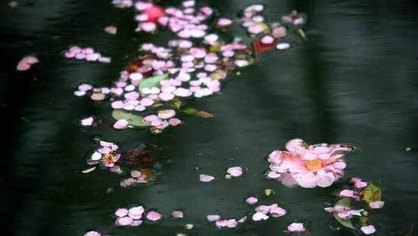 落花有意流水无情什么意思,落花有意随流水流水无心恋落花全诗图2