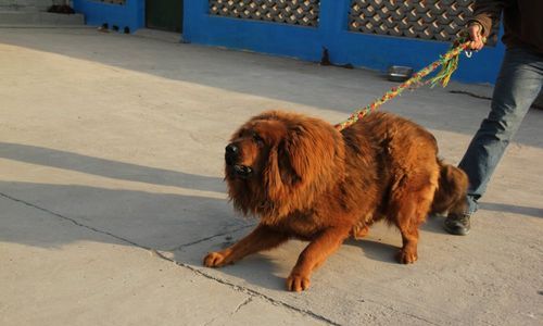 藏獒多少钱一只,藏獒多少钱一只幼犬图2