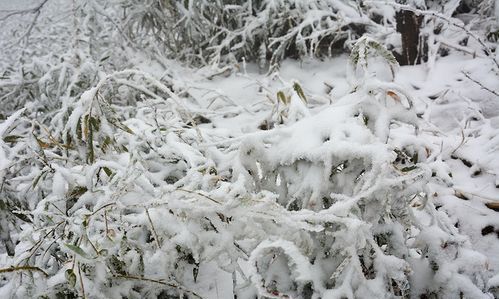 月3日,3月3日属相图1