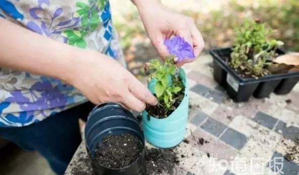 如何用矿泉水瓶做花瓶养绿萝,如何用矿泉水瓶做水培植物花瓶图21