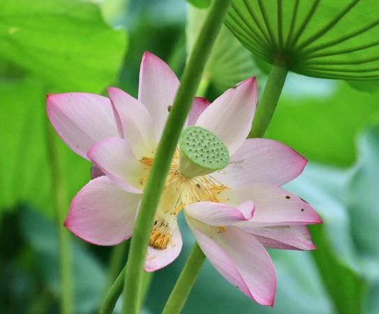 怎么样拍摄荷花,荷花和人怎么拍才好看图2