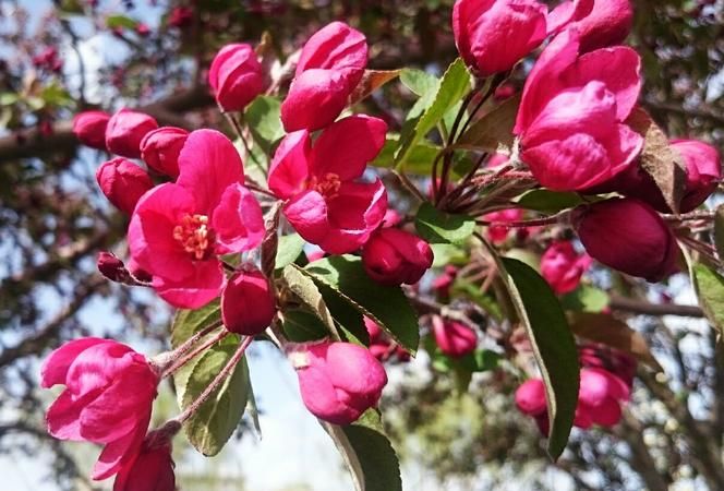 苹果花有红色的,三角梅柳叶苹果花和绿叶苹果花有什么区别