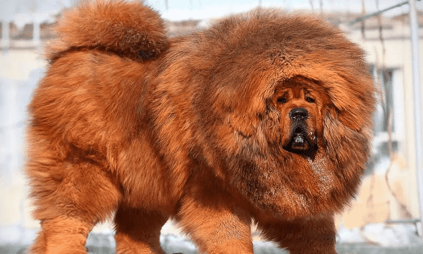 犬类品种大全,狗的品种有哪些及图8