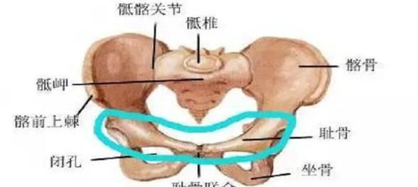 耻骨在哪里 耻骨位置是哪里,耻骨在哪里 位置图图3