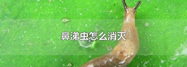 鼻涕虫怎么消灭,鼻涕虫怎么消灭掉