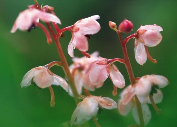 八方风雨会中州是什么生肖,三生有幸怀感恩.八方救援情最真.猜一生肖