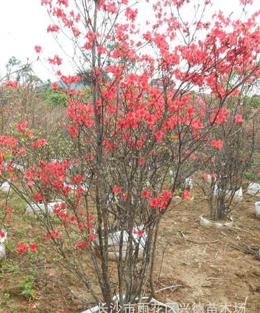 映山红怎么栽成活率高,怎么种植映山红提根下山桩