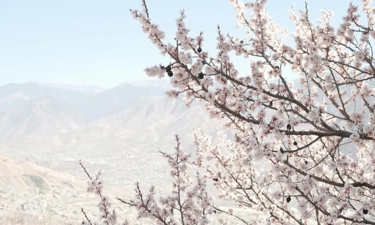 金川梨花什么时候开,金川梨花最佳观赏点在哪里和观赏路线图5