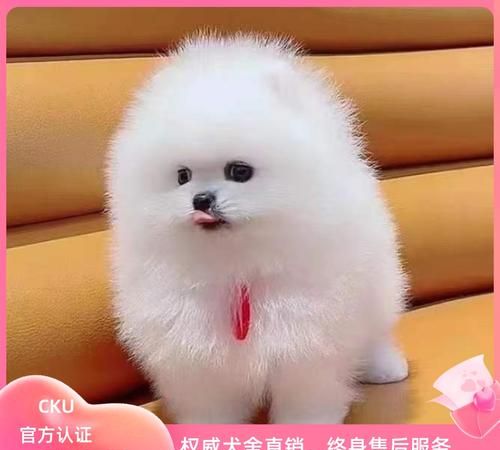 纯种博美犬,纯种博美多少钱一只图2