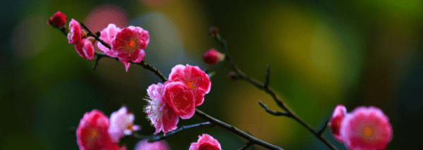 怎么样拍摄好梅花，怎样拍好梅花人物照图7