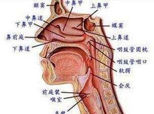 假声怎么唱 唱假声的技巧,唱假音的技巧和方法