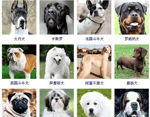 狗的品种大全大图,72种名犬及名字
