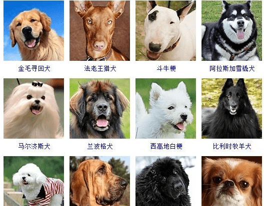 狗的品种大全大图,72种名犬及名字图2