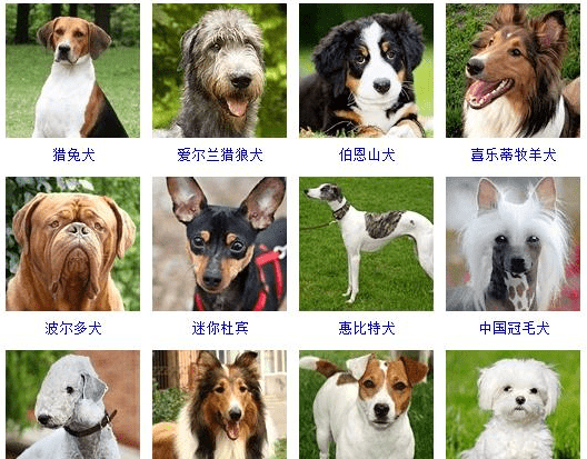 狗的品种大全大图,72种名犬及名字图3