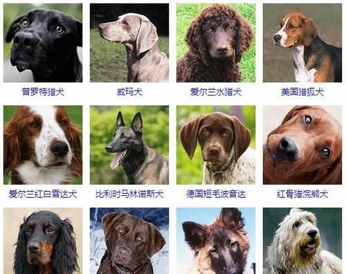 狗的品种大全大图,72种名犬及名字图11