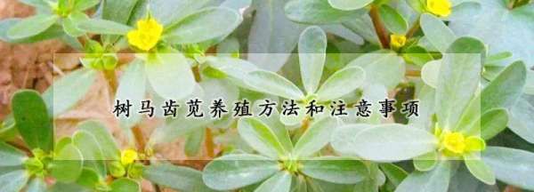 树马齿苋花怎么养,树马齿苋花怎么养是常年开花图3