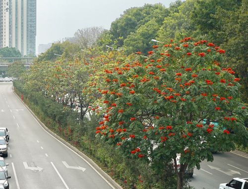 南山大道是什么意思,南山出入境办事大厅地址哪个地铁出口