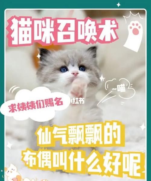 取一个仙气的宠物名字,好听的猫咪名字00个古风图1