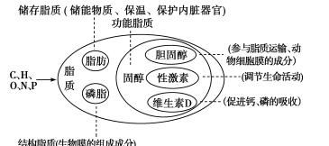 脂肪是动物细胞特有的储能物质吗？,动物细胞的主要储能物质是糖原为什么不是脂肪