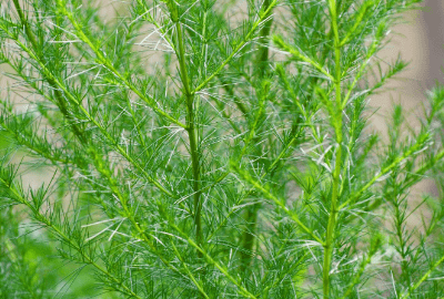 风滚草是什么菜，风滚草在中国叫什么能吃吗