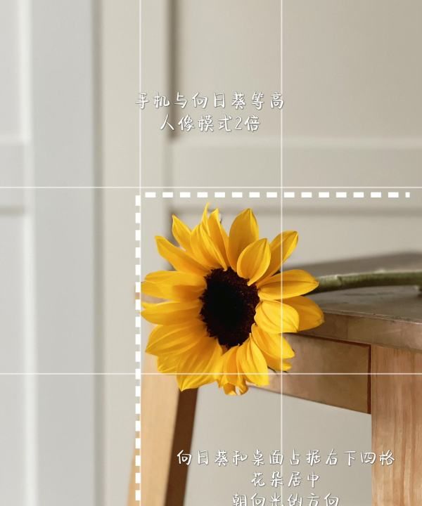怎么拍向日葵人像，如何用手机拍出好看的图5