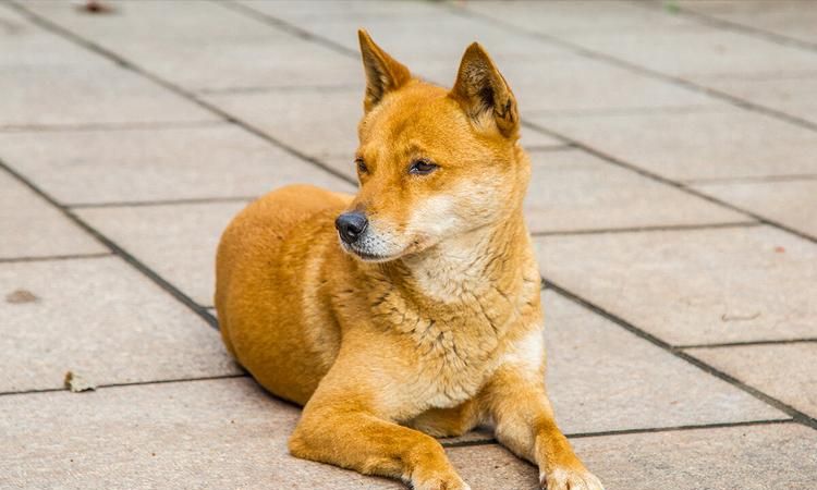 中华田园犬,中华田园犬多少钱一只图1