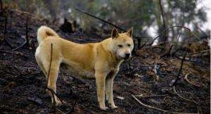 中华田园犬,中华田园犬多少钱一只图6