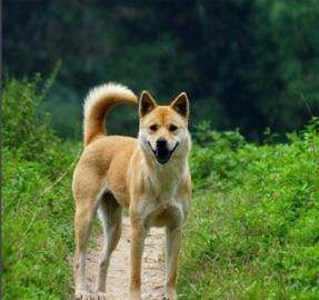 中华田园犬,中华田园犬多少钱一只图7