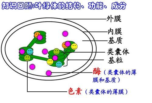 类囊体薄膜是生物膜,类囊体膜属于生物膜系统