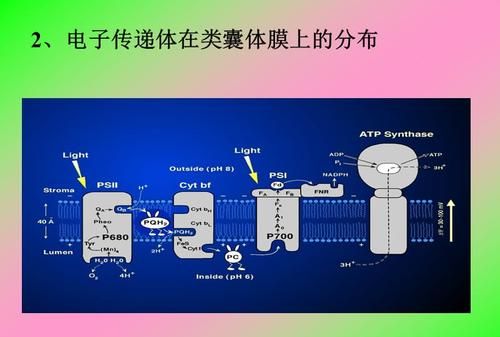 类囊体薄膜是生物膜,类囊体膜属于生物膜系统图2