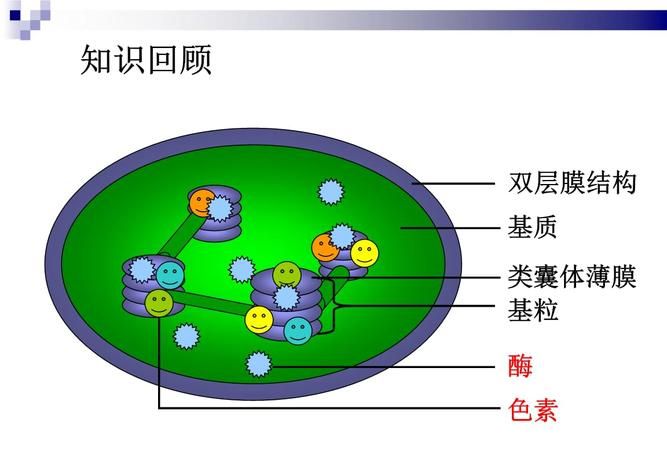 类囊体薄膜是生物膜,类囊体膜属于生物膜系统图4