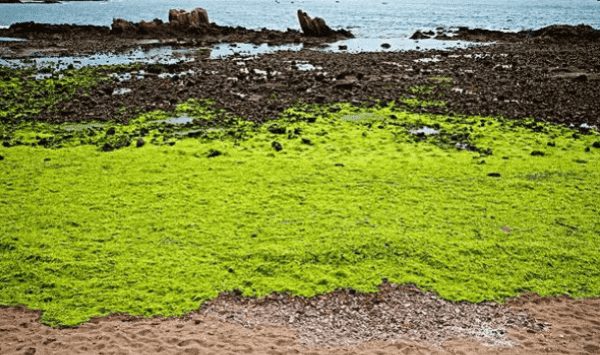 青岛浒苔产生的原因，为什么青岛的海有浒苔图1