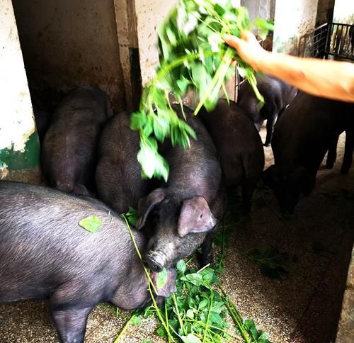 00斤的猪一天吃多少斤饲料,一头猪每天吃多少饲料怎么计算图1