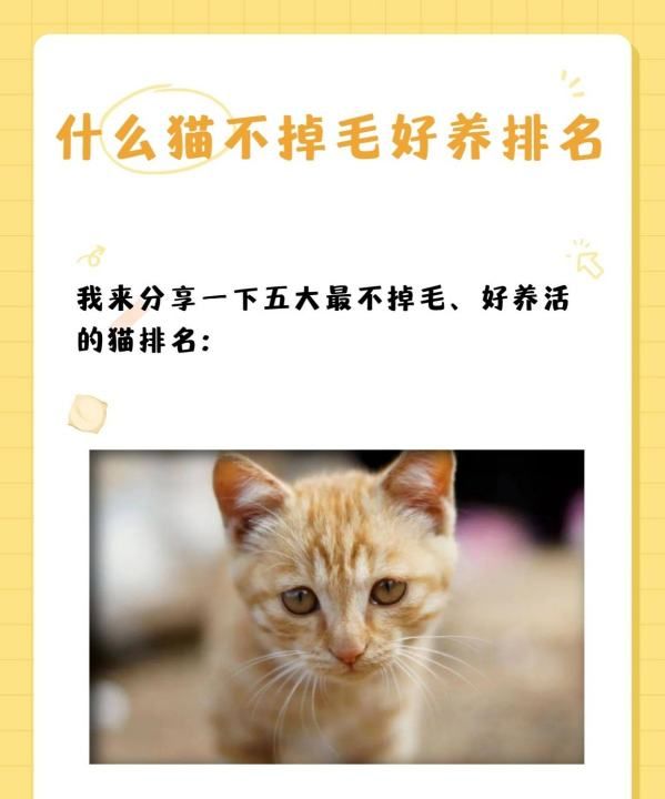 十大宠物猫排名,十大宠物猫排名图2