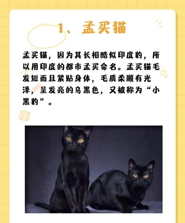 十大宠物猫排名,十大宠物猫排名图3