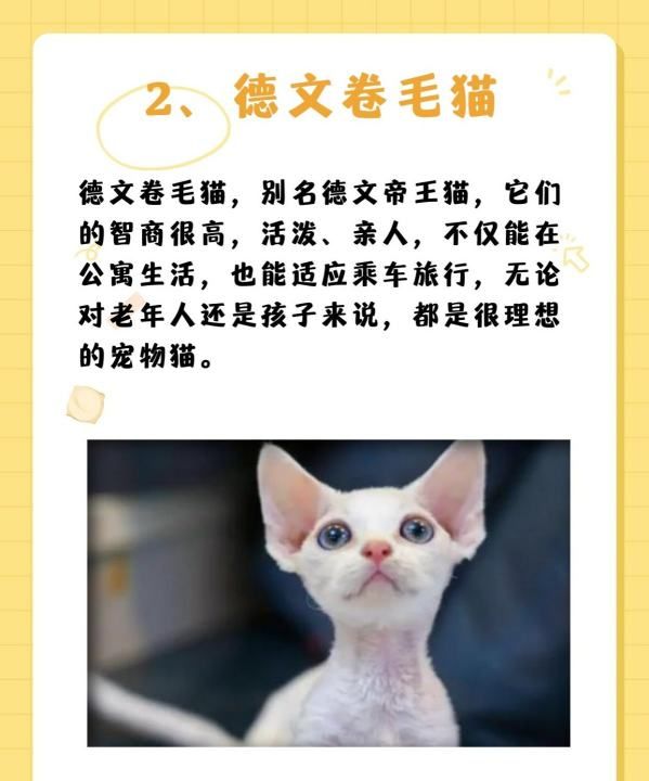 十大宠物猫排名,十大宠物猫排名图4