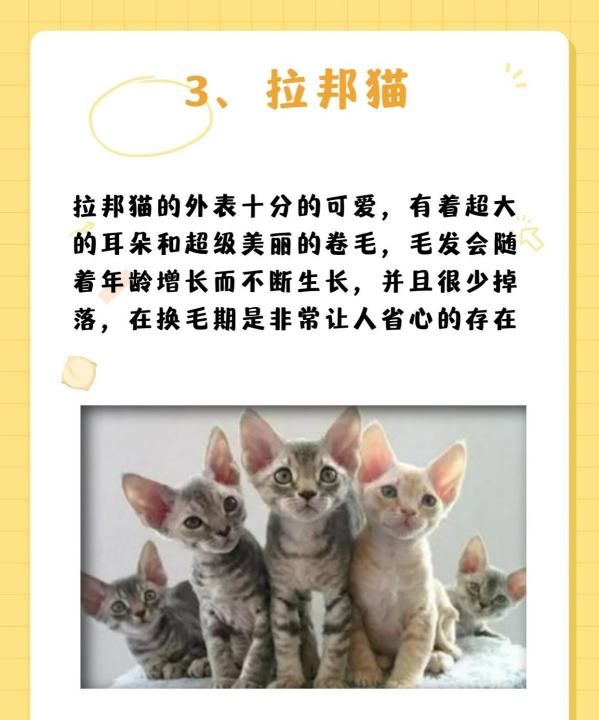 十大宠物猫排名,十大宠物猫排名图5