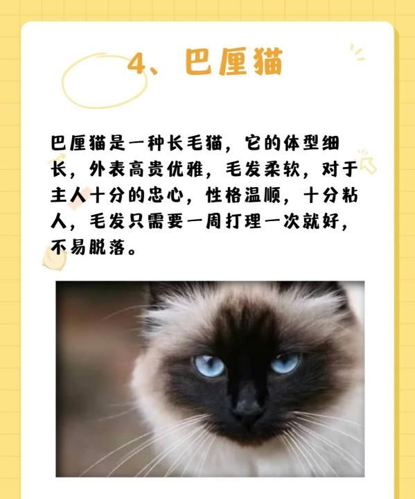 十大宠物猫排名,十大宠物猫排名图6