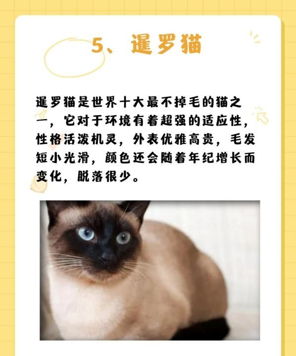 十大宠物猫排名,十大宠物猫排名图7