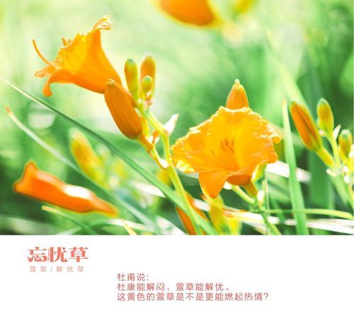 忘忧草歌词 忘忧草歌词是什么,歌曲忘忧草周深歌词图2