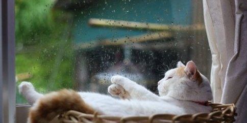 拍摄雨景的8个技巧,下雨天怎么拍摄雨景图9