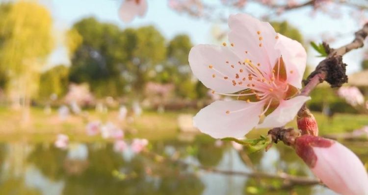 花枝招展能形容花草树木,关于花草树木的成语有哪些图2