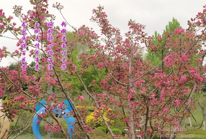 花枝招展能形容花草树木,关于花草树木的成语有哪些图4