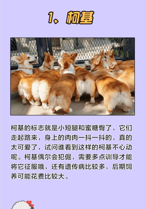 十大最可爱的狗,什么宠物犬最受欢迎图10