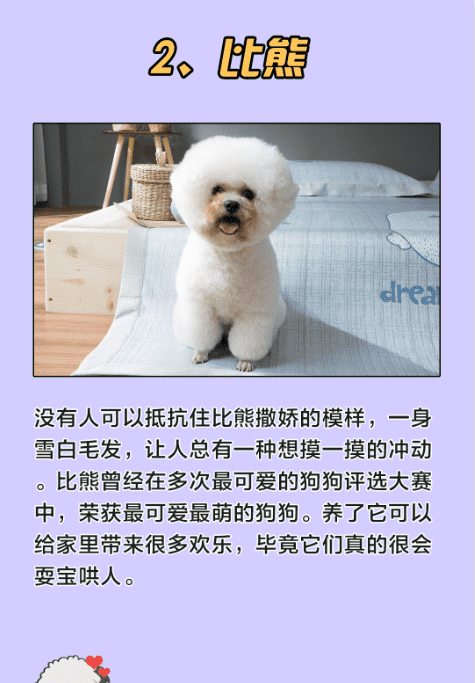 十大最可爱的狗,什么宠物犬最受欢迎图11